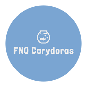 FNQ Corydoras